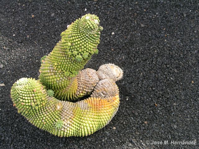 Mamilaria