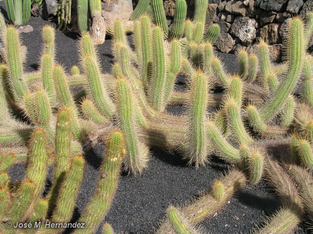 Trichocereus