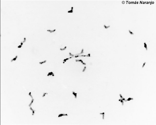 Metafase I de un híbrido trigo x Aegilops longissima (ABDSl, 28 cromosomas)