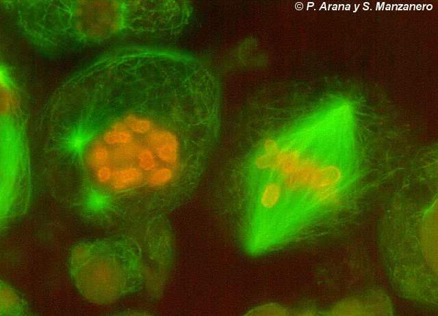 Prometafase I y metafase I. Inmunofluorescencia