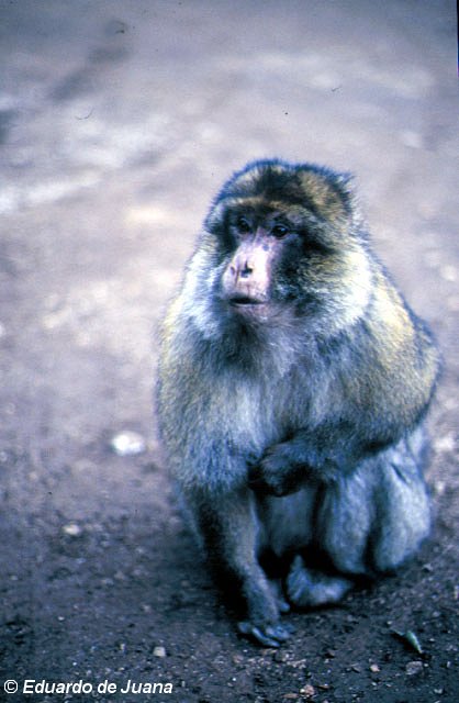 Macaco de Berbería