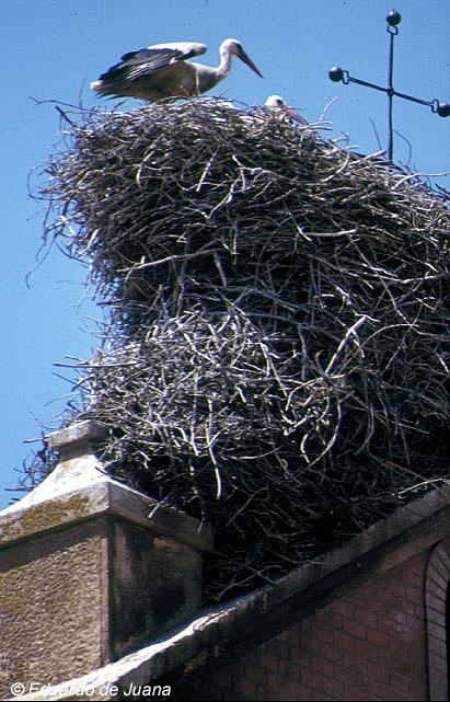 Cigueña blanca (nido)