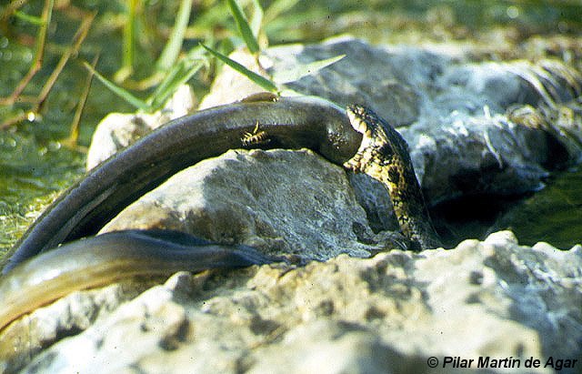 Culebra comiendo anguila