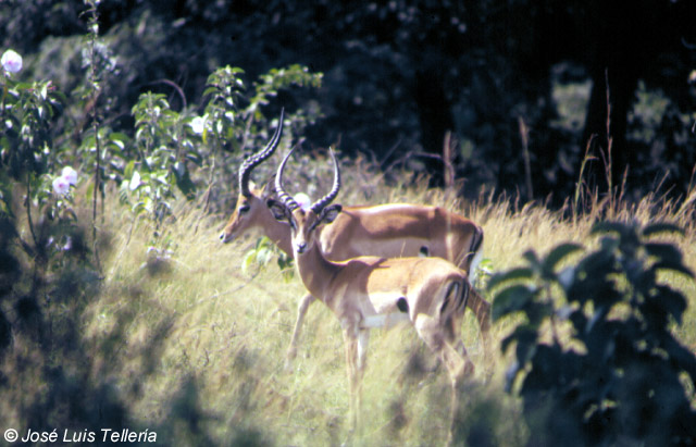 Impalas (machos)