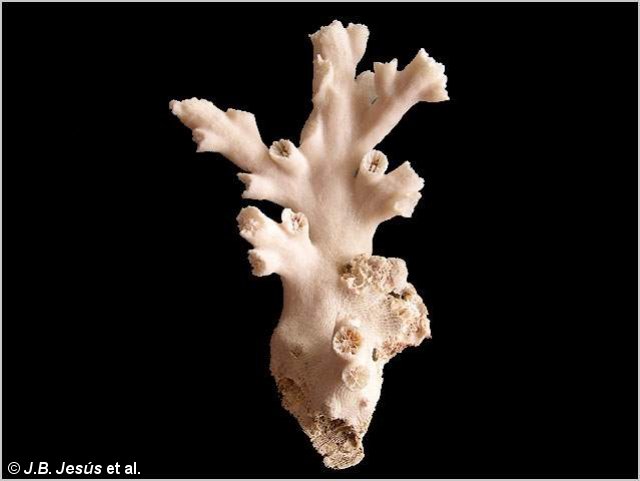 Fragmento del esqueleto de una colonia de coral amarillo