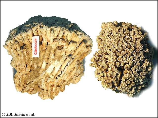 Fragmentos del esqueleto de una colonia de madrépora mediterránea