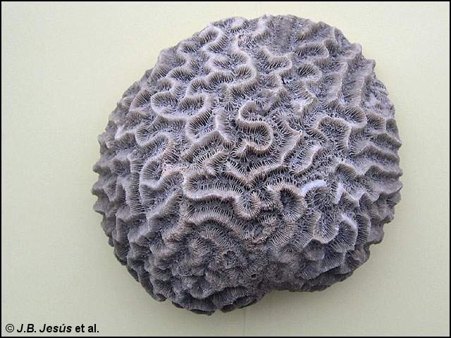 Esqueleto de una colonia de coral cerebro