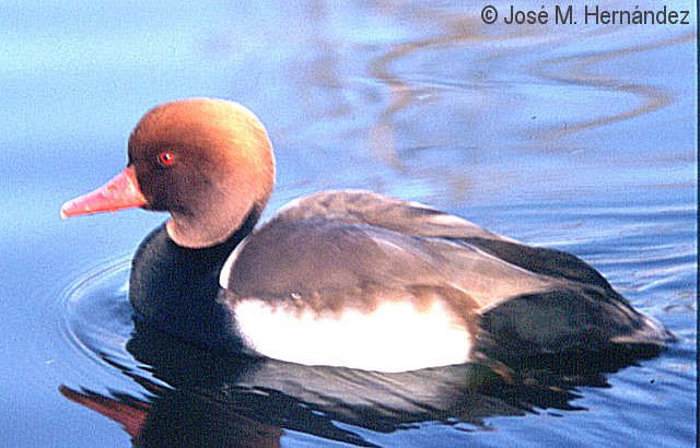 Pato colorado