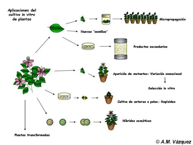 Aplicaciones del cultivo in vitro de plantas