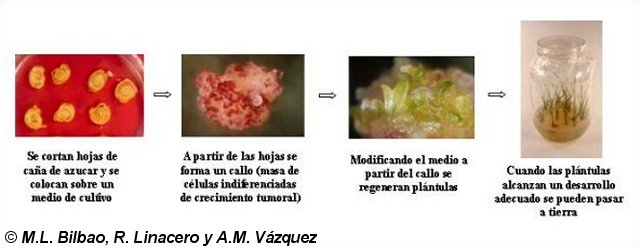 Regeneración de plantas de caña de azúcar (Saccharum officinarum)