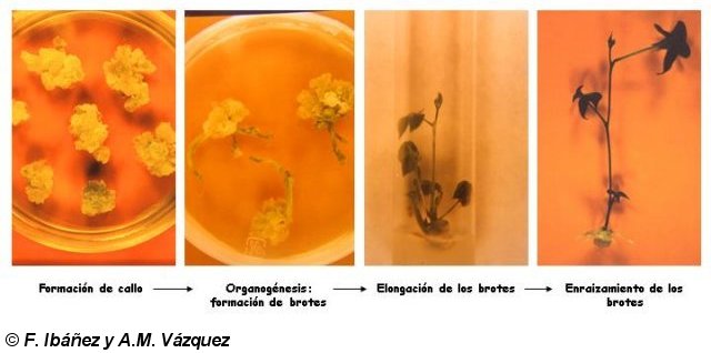 Obtención de plantas regeneradas de Phaeolus coccineus L.
