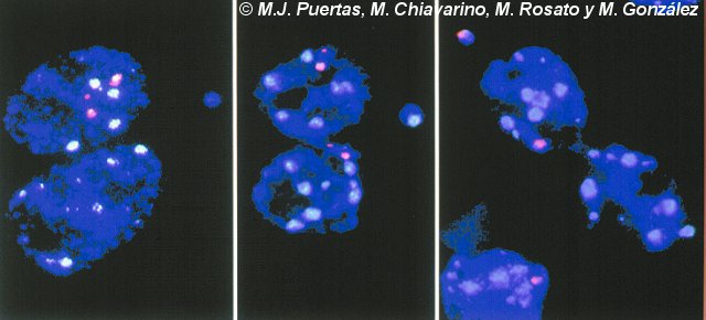 Cromosomas B en células binucleadas del tapete