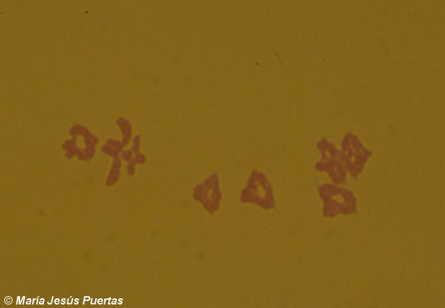 Meiosis de centeno con cromosomas B