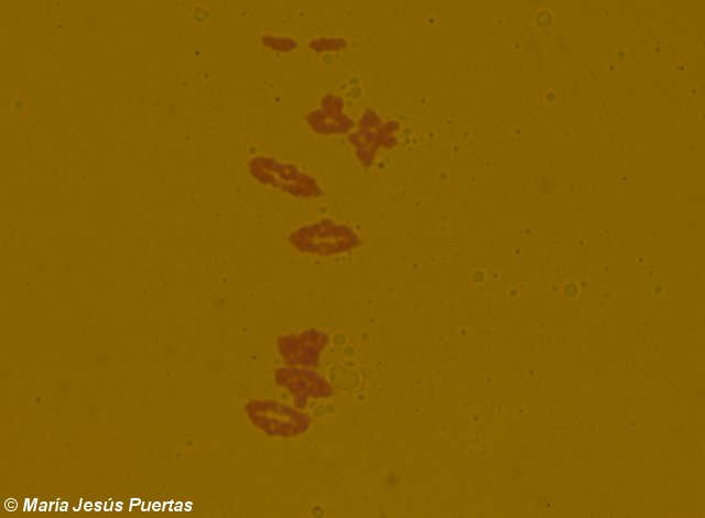 Meiosis de centeno con cromosomas B