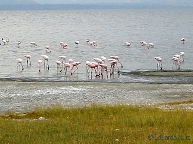 Flamencos