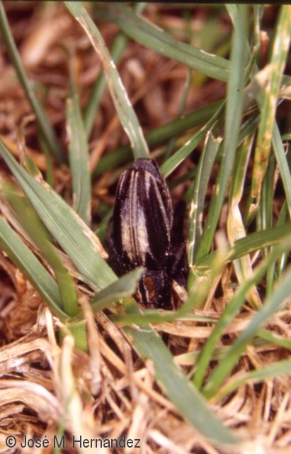 Iberodorcadion perezi