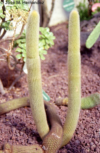 Cleistocactus