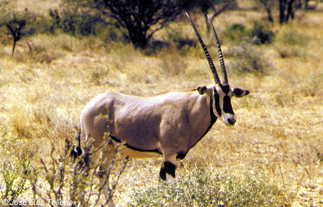 Oryx beisa (macho)