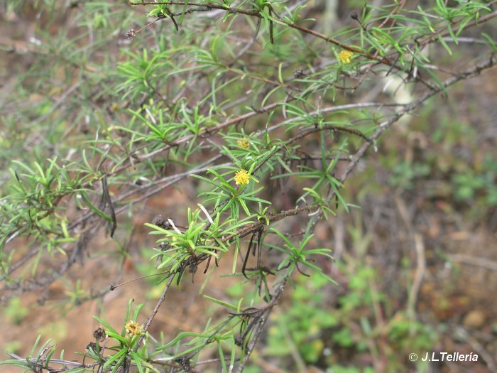 Macraea laricifolia