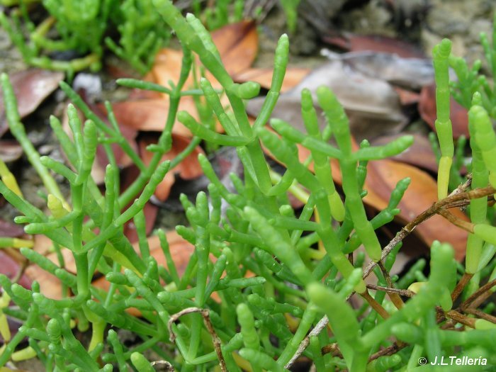 Salicornia fructirosa