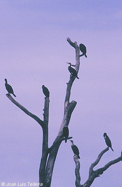 Cormoranes grandes