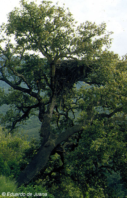 Buitre negro (nido)