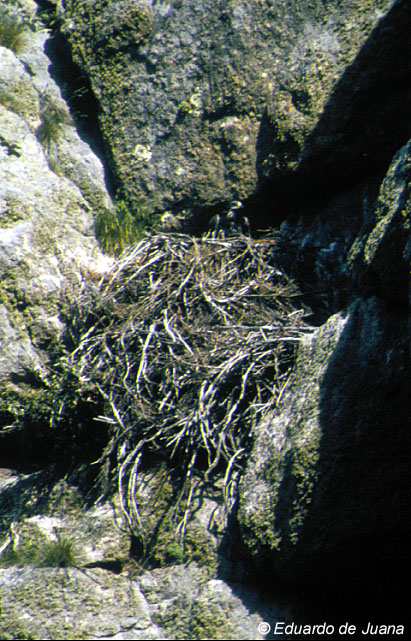 Aguila Real (nido)
