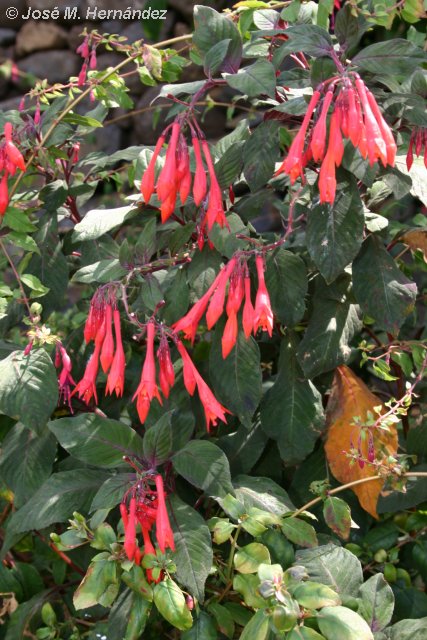 Fuchsia hibrida