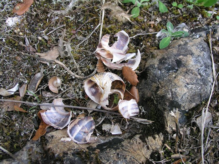 Conchas de caracoles