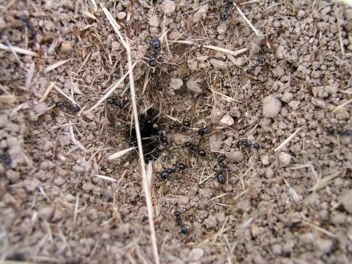 Hormigas cosechadoras