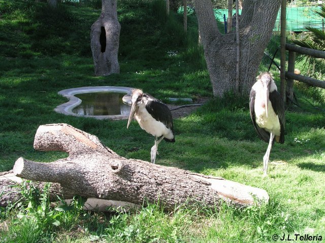 Marabu, aviario