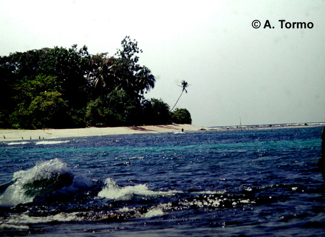 Playa Jayapura (03)