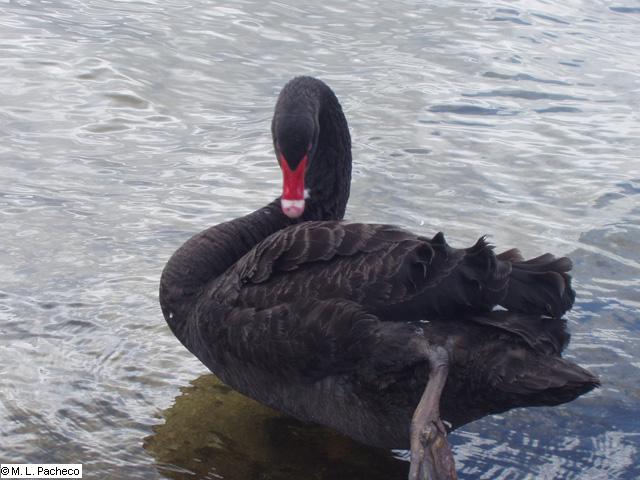 Cisne negro