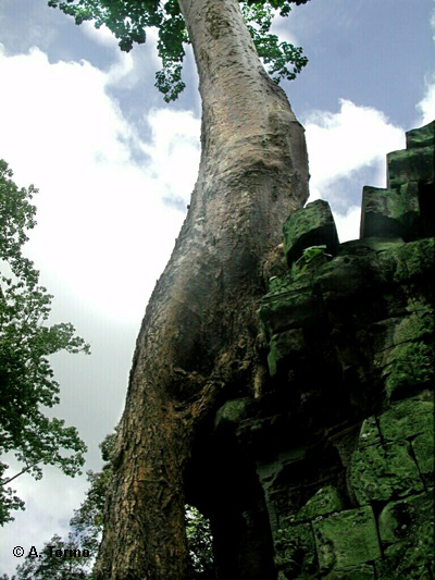 Angkor (04)