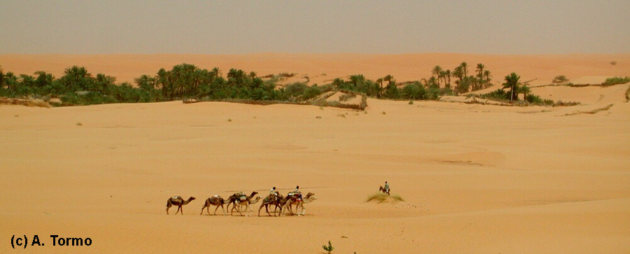 Sahara (08)