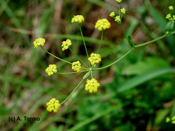 Foeniculum vulgaris