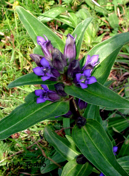 Gentiana pneumonante