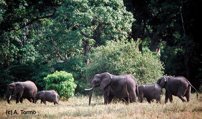 Elefante Africano 01