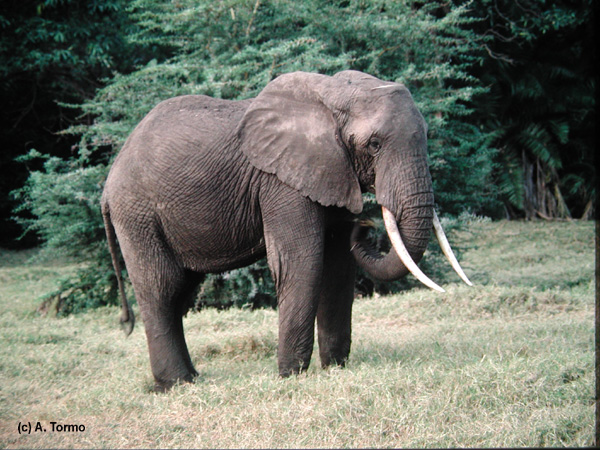 Elefante Africano 04