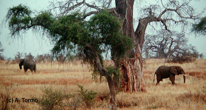Elefante Africano 08