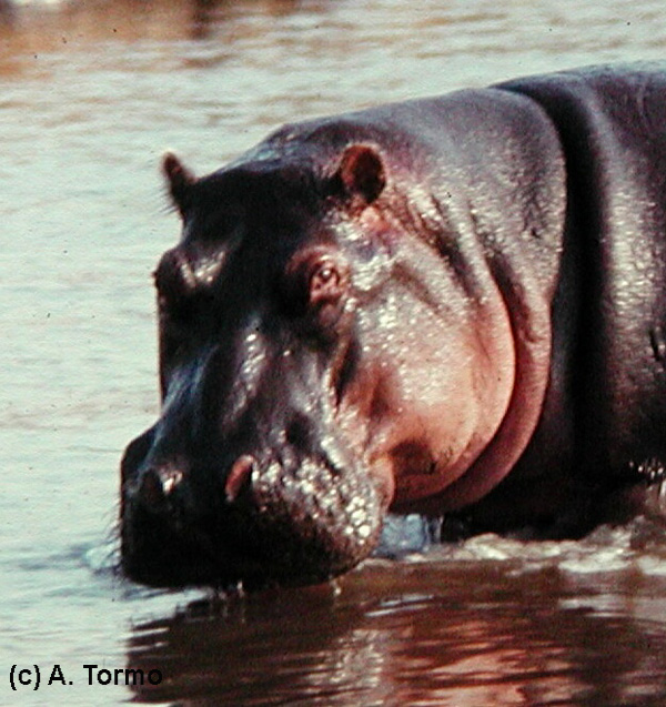 Hipopótamo 02