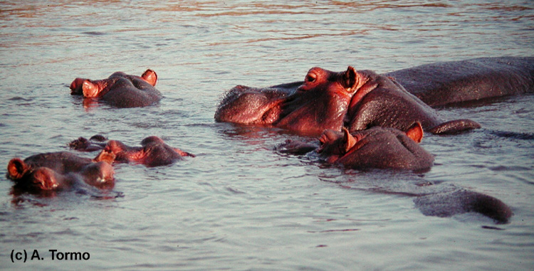 Hipopótamo 08
