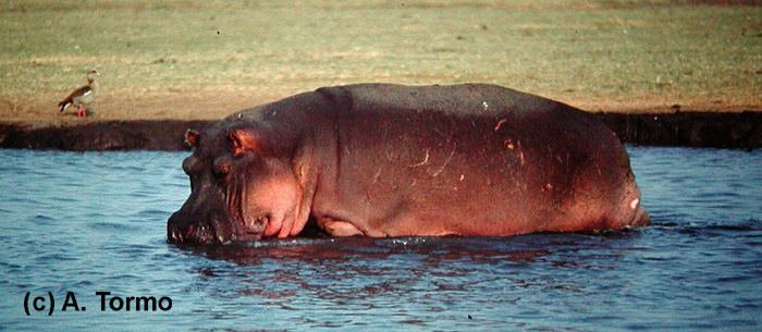 Hipopótamo 10