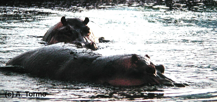 Hipopótamo 17