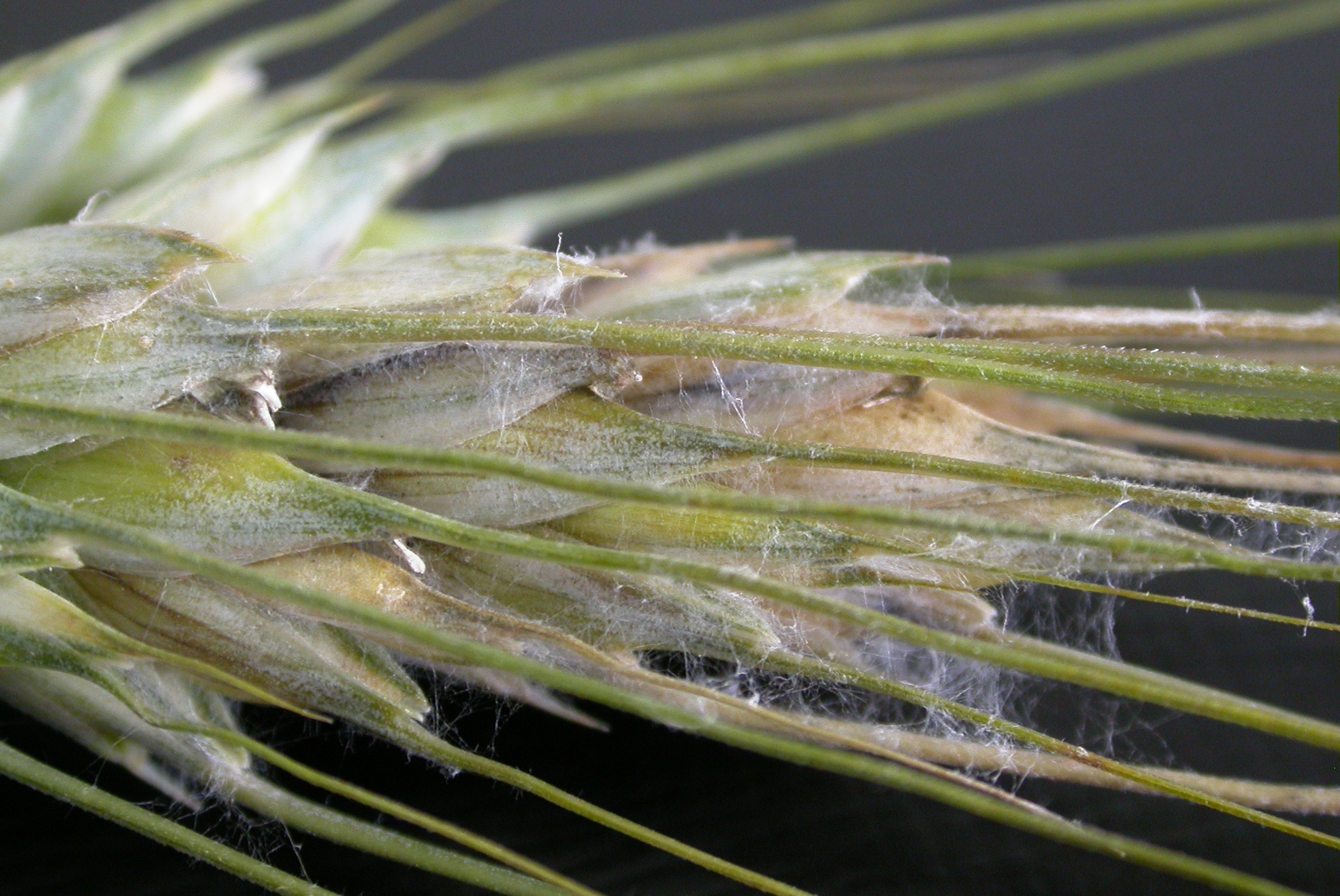 Espiga de trigo infectada por Fusarium