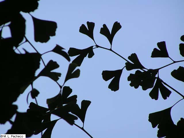 Ginkgo - hojas