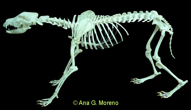 Esqueleto de perro
