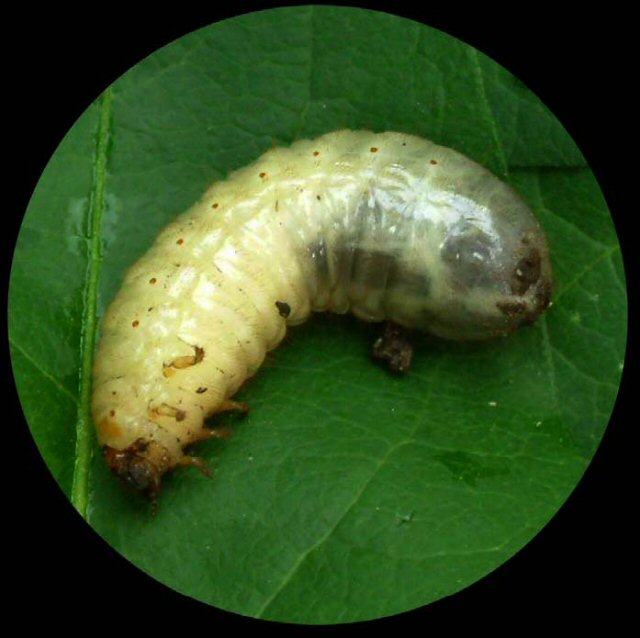 Larvas de coleópteros.