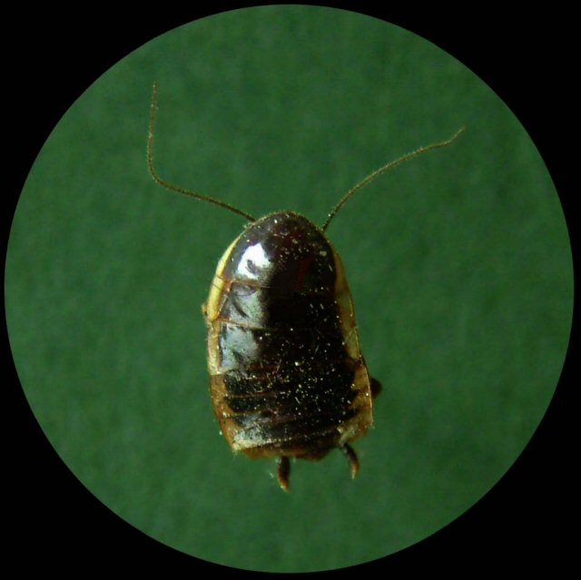 Cucaracha de campo.