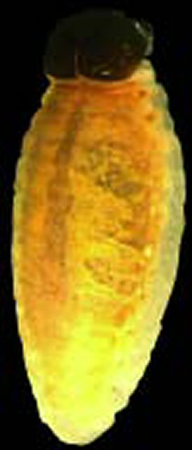Larva de avispa.